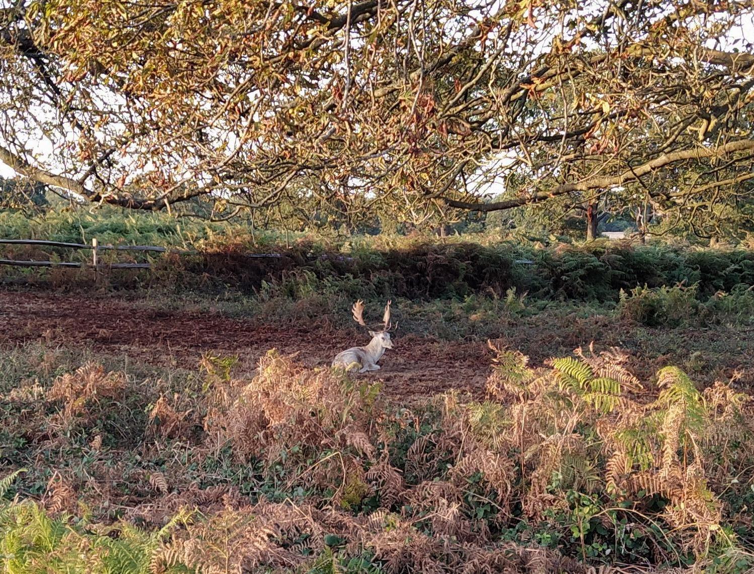 Wild life in Richmond Park